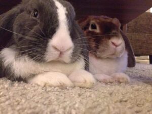 unsere beiden rabauken für die der kaninchenstall selber gebaut wird unsere beiden rabauken für die der kaninchenstall selber gebaut wird