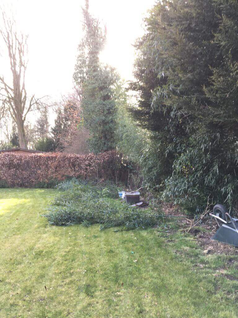 bambus abschneiden bambus abschneiden