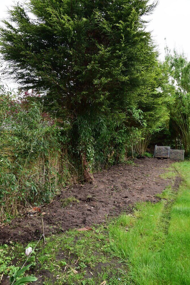 bambuswurzeln wurden mit einem radlager entfernt bambuswurzeln wurden mit einem radlager entfernt
