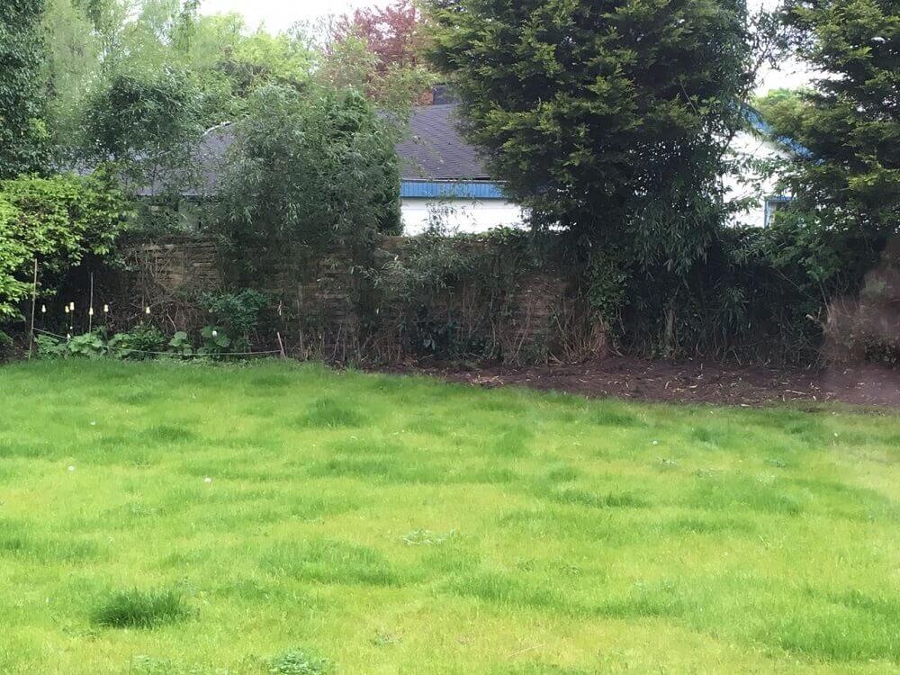 der bambus wächst direkt am gartenzaun der bambus wächst direkt am gartenzaun