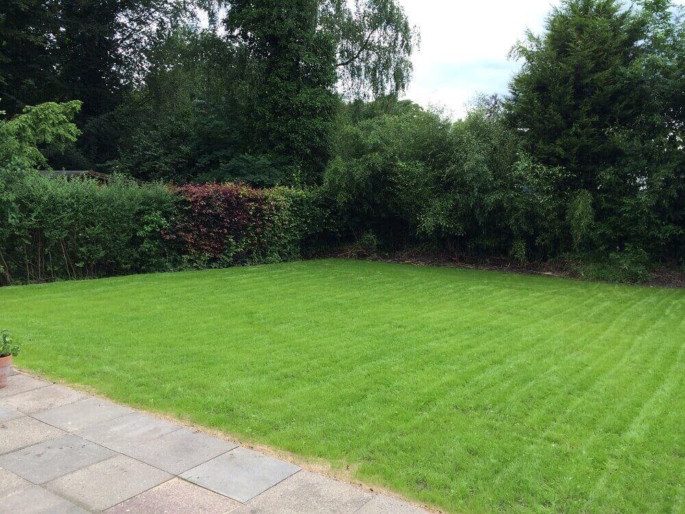 jede menge bambus im hinteren teil des gartens jede menge bambus im hinteren teil des gartens