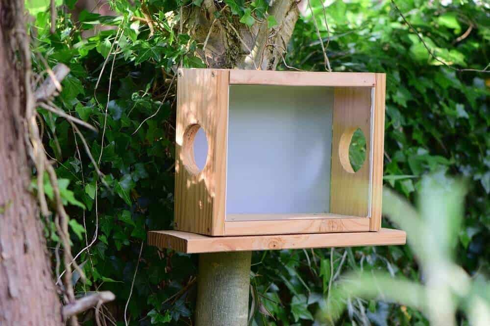 eichhörnchen futterkasten selber gebaut und am baum befestigt eichhörnchen futterkasten selber gebaut und am baum befestigt