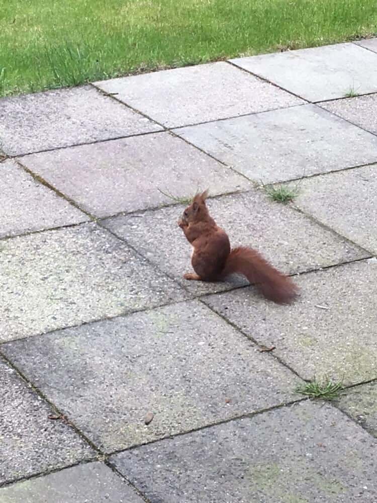 eichhörnchen hat futter gefunden eichhörnchen hat futter gefunden