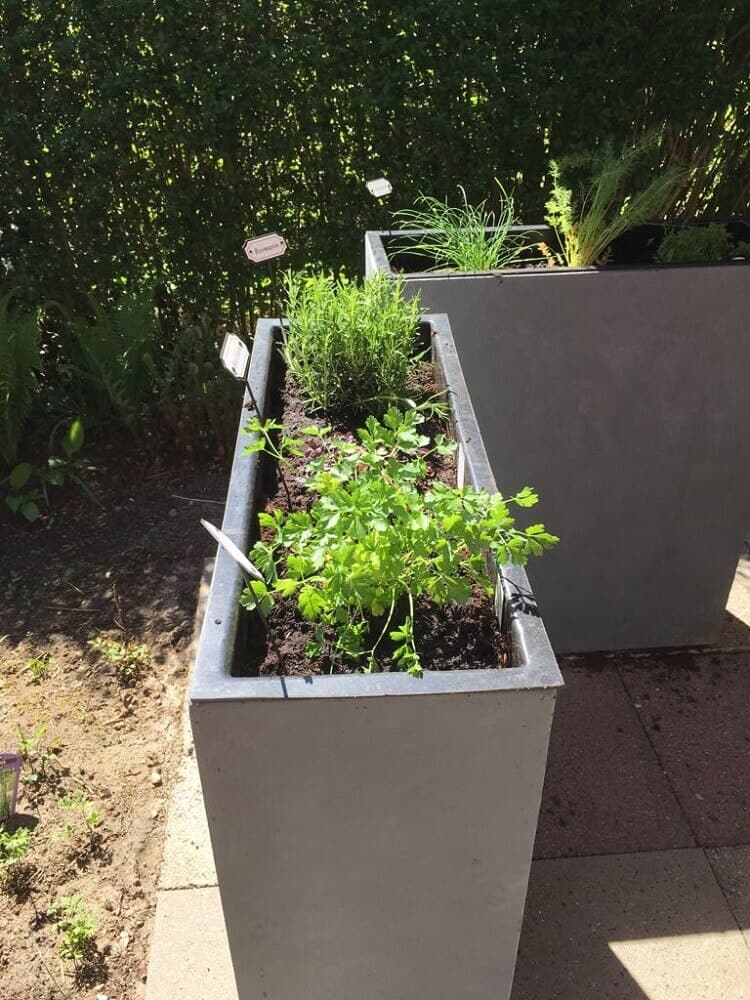 kräuter auf der terrasse können auch ein schöner hingucker sein kräuter auf der terrasse können auch ein schöner hingucker sein