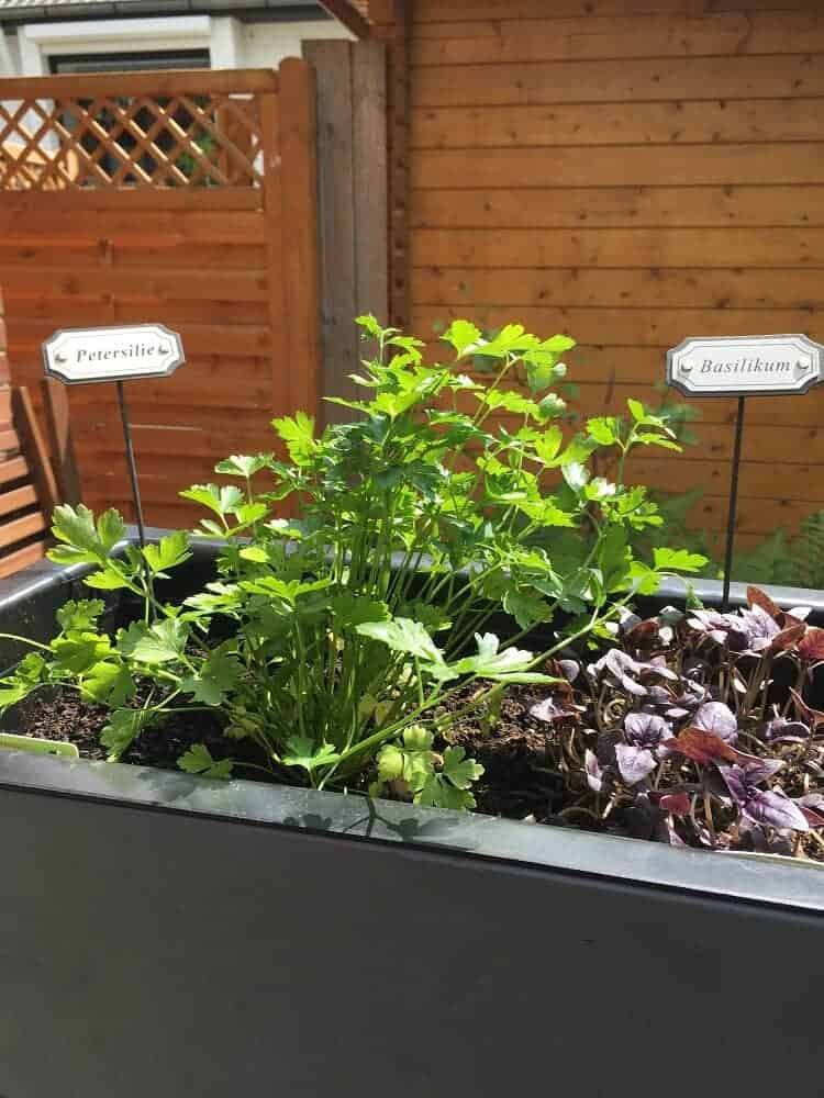 auf der terrasse habe ich pflanzkübel mit basilikum und petersilie stehen auf der terrasse habe ich pflanzkübel mit basilikum und petersilie stehen