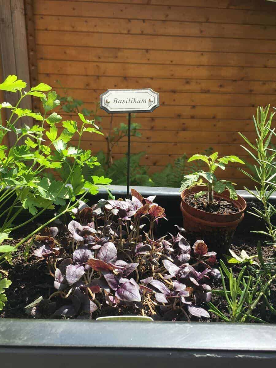 basilikum gehört in jeden kräutergarten und hat deshalb natürlich auch einen platz in unseren pflanzkübeln basilikum gehört in jeden kräutergarten und hat deshalb natürlich auch einen platz in unseren pflanzkübeln