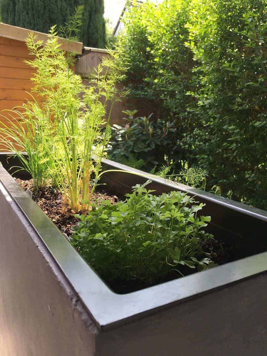 die kräuter entfalten sich gut in unseren pflanztrögen und sind nur zwei schritte von der küche entfernt die kräuter entfalten sich gut in unseren pflanztrögen und sind nur zwei schritte von der küche entfernt