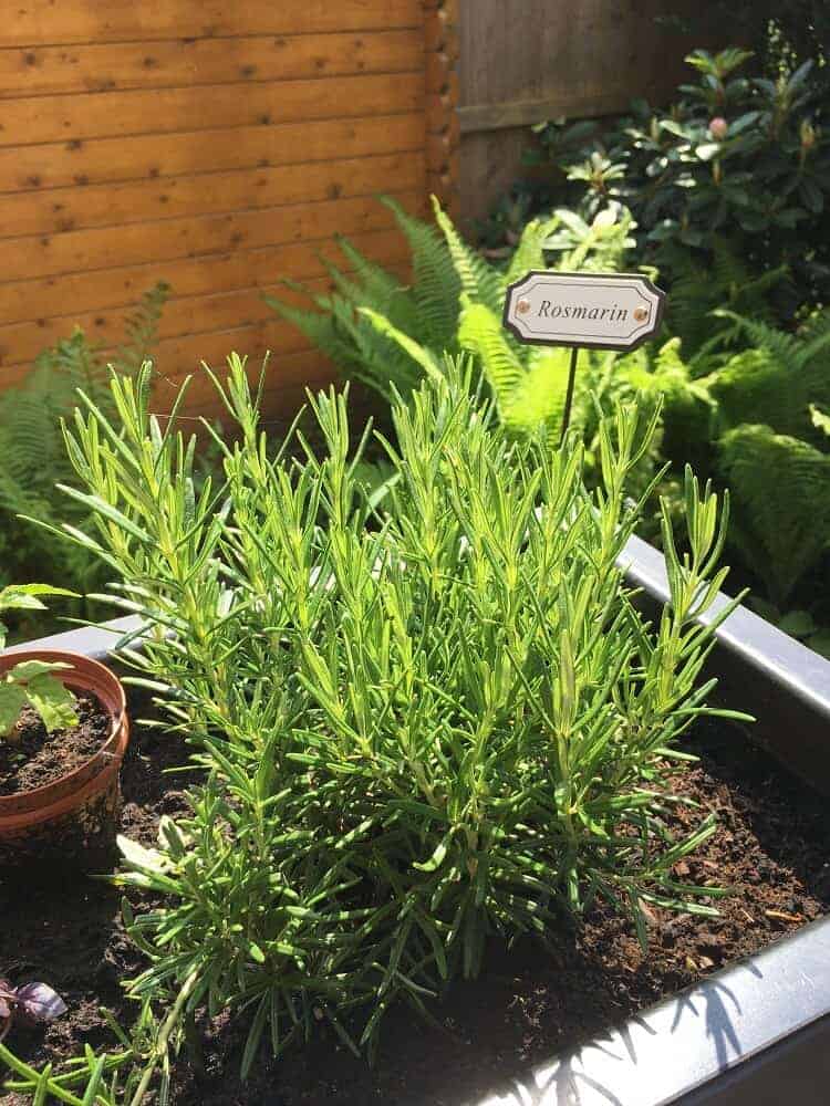 rosmarin in der pflanztröge auf der terrasse rosmarin in der pflanztröge auf der terrasse