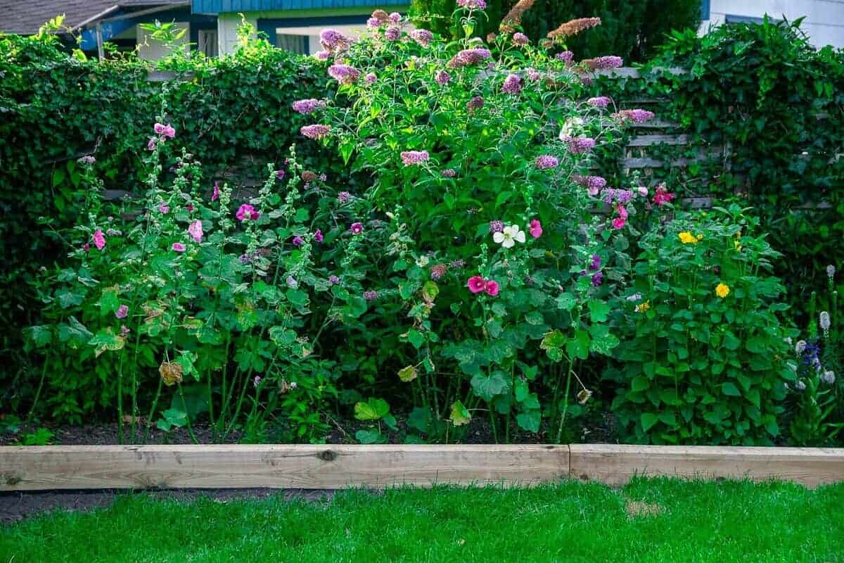 die stauden sehen dank unserer diy beeteinfassung aus gartenschwellen noch viel besser aus die stauden sehen dank unserer diy beeteinfassung aus gartenschwellen noch viel besser aus