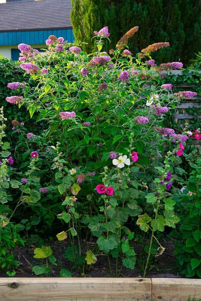 tolle stauden und blumen komplettieren unser beet tolle stauden und blumen komplettieren unser beet