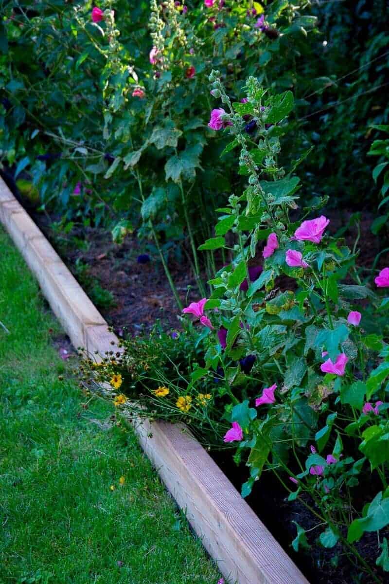 unsere blumen und stauden sehen super aus im beet eingefasst von gartenschwellen aus holz unsere blumen und stauden sehen super aus im beet eingefasst von gartenschwellen aus holz