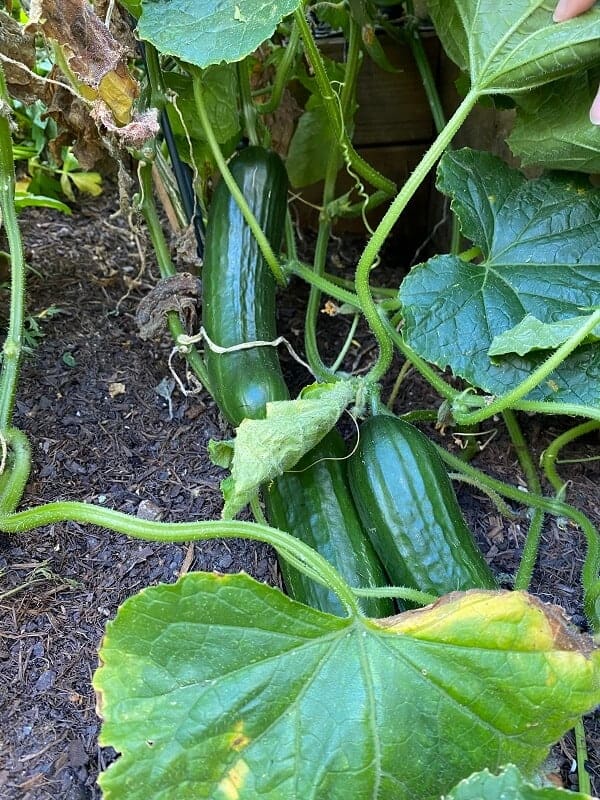 frisch geerntete gurken schmecken super lecker im salat als gurkensalat und als beilage auf dem brot frisch geerntete gurken schmecken super lecker im salat als gurkensalat und als beilage auf dem brot