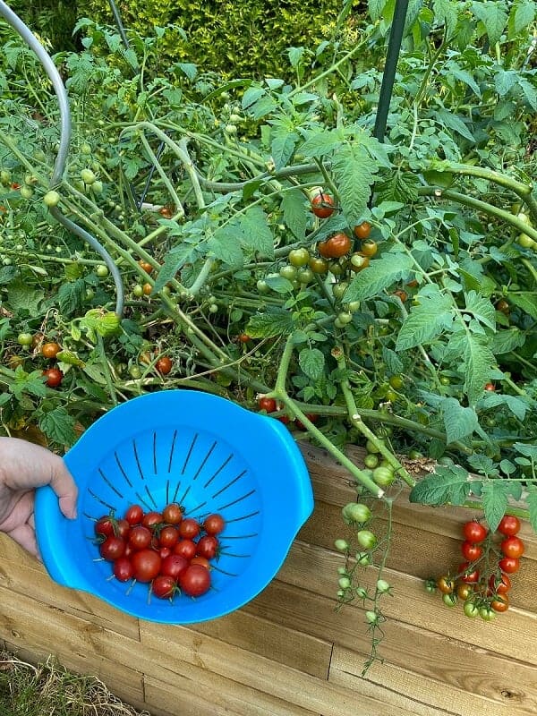 frisch geerntete tomaten sind total lecker im salat und lasssen sich auch zu einer tollen tomatensuppe verarbeiten frisch geerntete tomaten sind total lecker im salat und lasssen sich auch zu einer tollen tomatensuppe verarbeiten