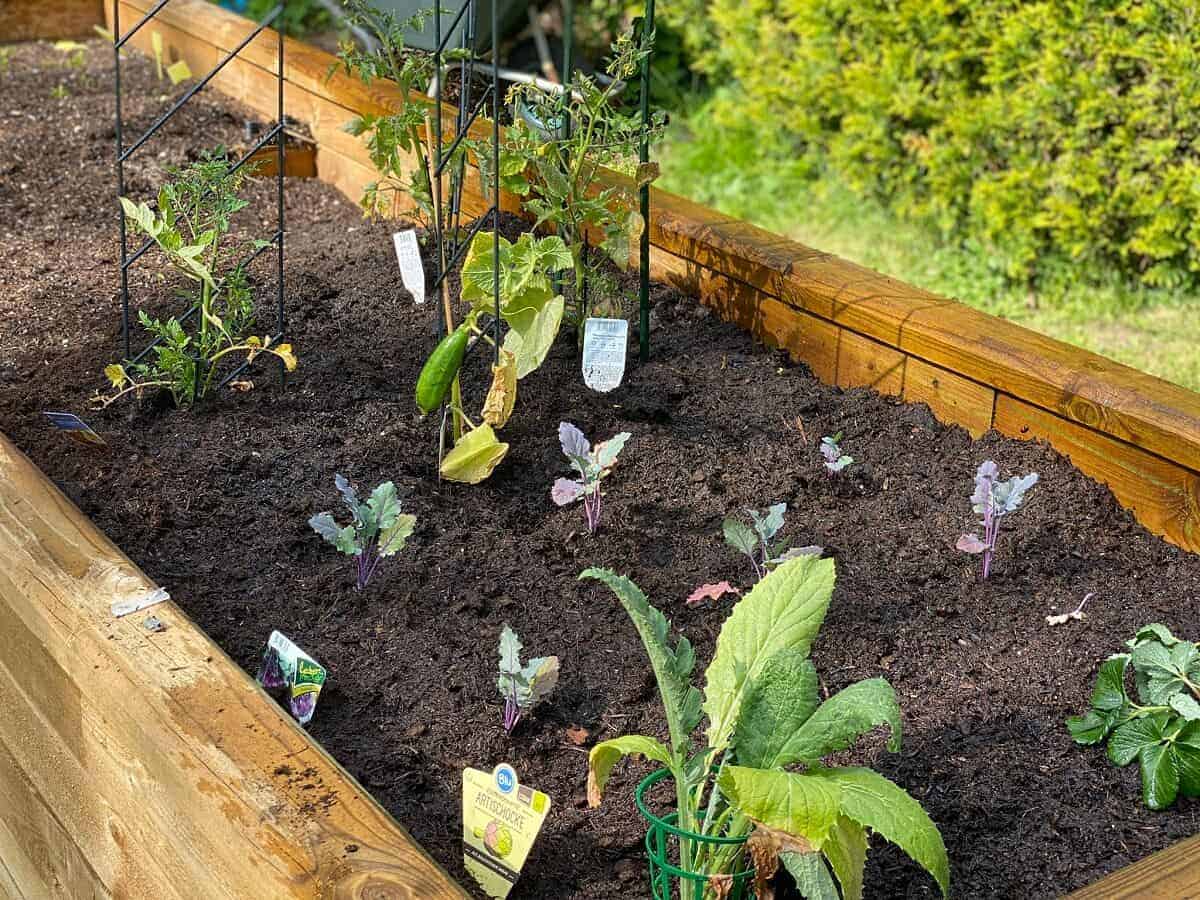 hochbeet aus holz bausatz errichten hochbeet schichten und beet befüllen um leckeres gemüse zu ernten