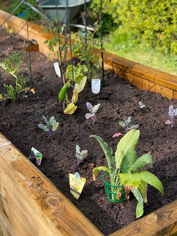 in meinem hochbeet habe ich tomaten karotten kohlrabi und gurken angepflanzt in meinem hochbeet habe ich tomaten karotten kohlrabi und gurken angepflanzt
