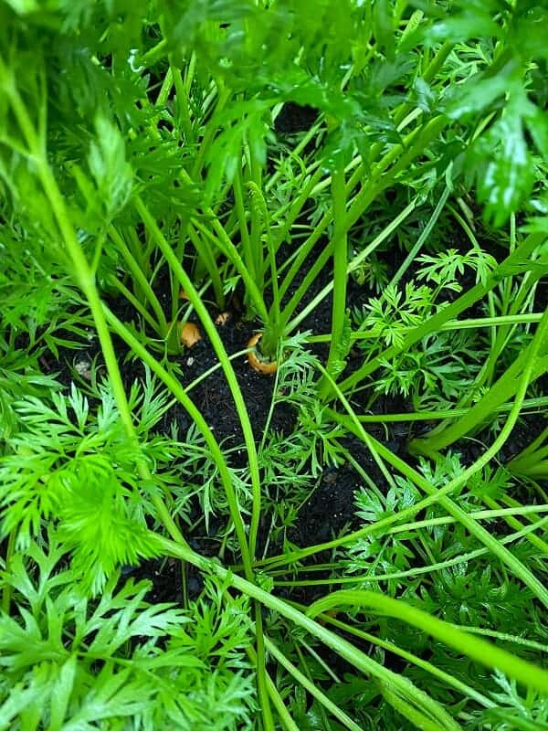 karotten aus dem eigenen garten schmecken nicht nur uns sondern auch unseren kaninchen die sich darüber hinaus über das karottengrün freuen karotten aus dem eigenen garten schmecken nicht nur uns sondern auch unseren kaninchen die sich darüber hinaus über das karottengrün freuen