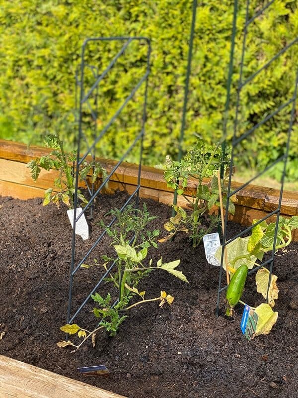 nachdem das hochbeet bepflanzt wurde sieht es noch etwas kahl aus das ändert sich aber schnell nachdem das hochbeet bepflanzt wurde sieht es noch etwas kahl aus das ändert sich aber schnell