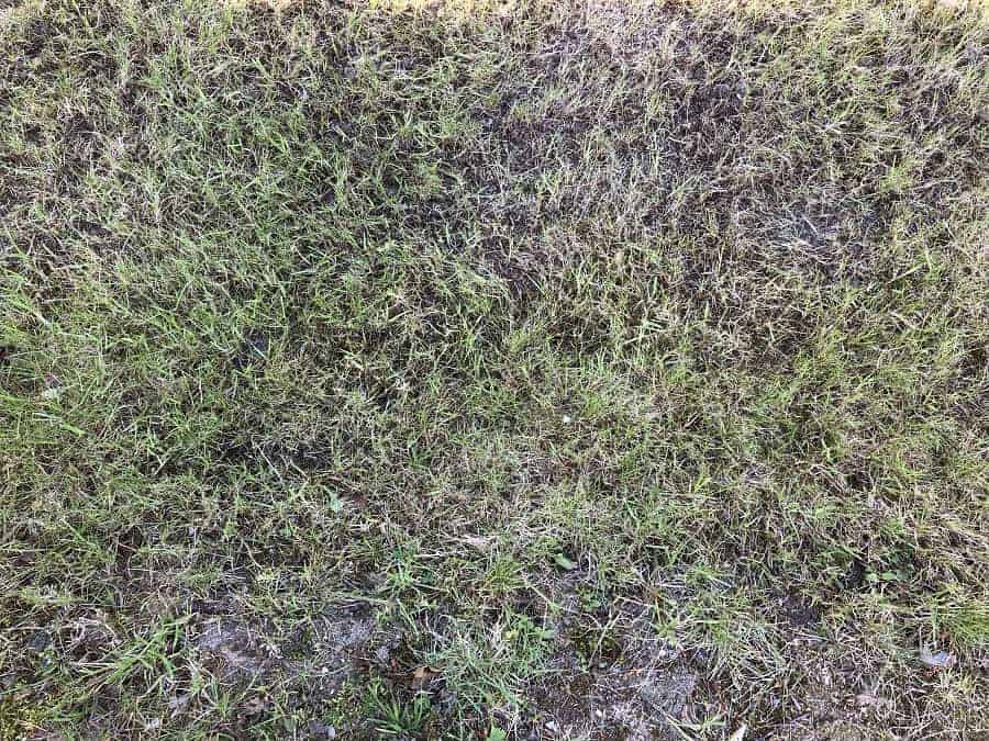 wenn der rasen fertig vertikutiert ist sieht er zu beginn etwas ramponiert aus erholt sich bei der rchtigen pflege aber sehr schnell Wann Rasen vertikutieren und dรผngen - wenn der rasen fertig vertikutiert ist sieht er zu beginn etwas ramponiert aus erholt sich bei der rchtigen pflege aber sehr schnell