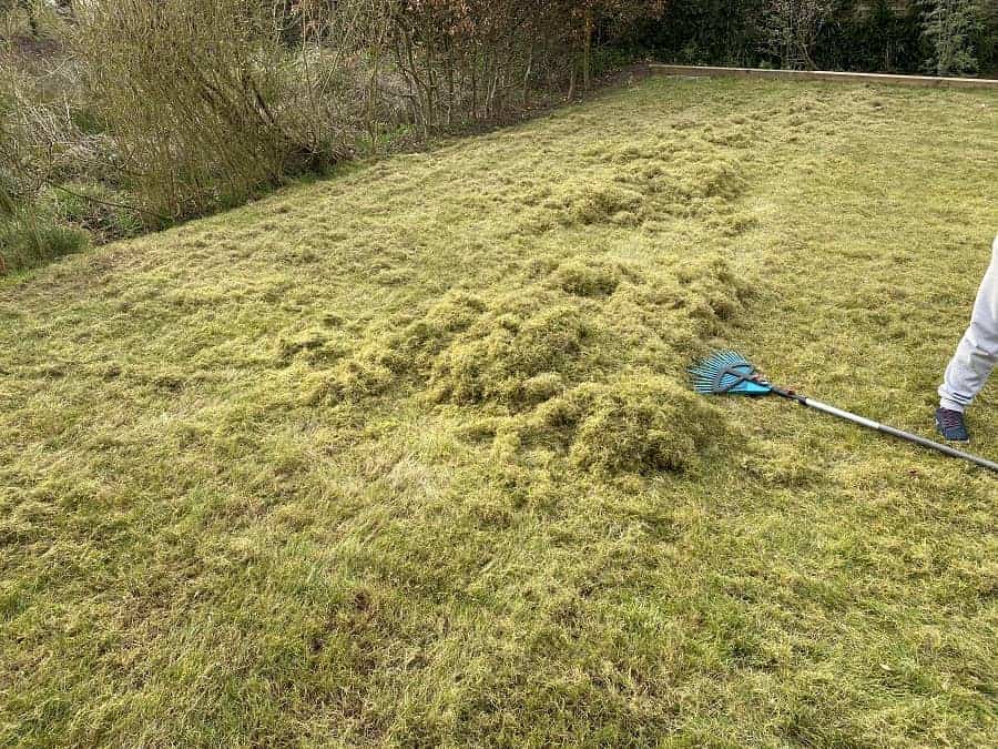 wenn man ohne auffangkorb arbeitet bleibt der vertikutierte rasen liegen und muss mit einer harke eingesammelt werden Vertikutieren Dรผngen Reihenfolge - wenn man ohne auffangkorb arbeitet bleibt der vertikutierte rasen liegen und muss mit einer harke eingesammelt werden