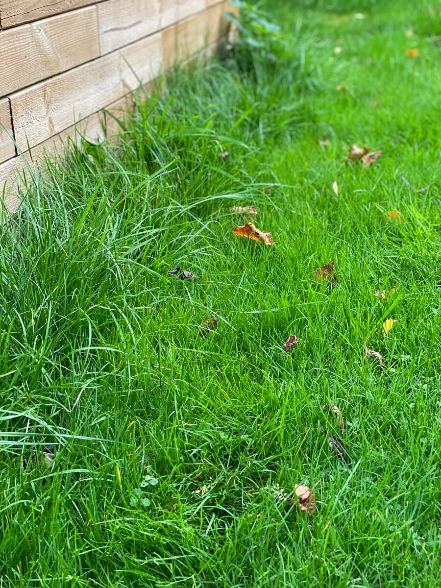 Bei uns bleiben am Hochbeet noch Grashalme stehen, die der Rasenmรคhroboter nicht erwischt