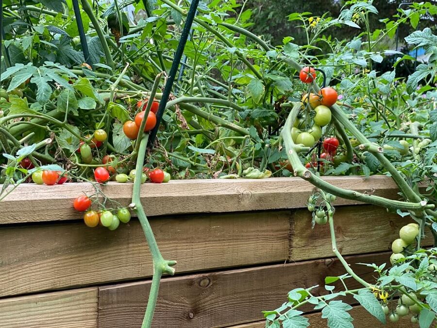 In unserem Garten haben wir eigene Tomaten angepflanzt, die direkt eine ganz tolle Ernte hatte