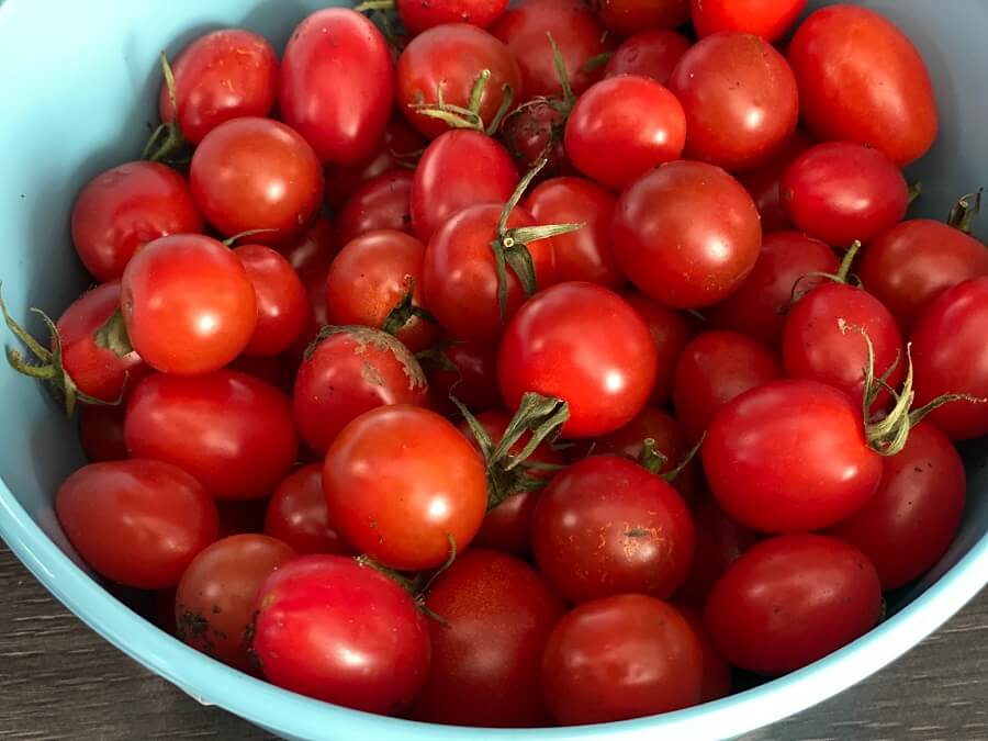 Mit selbstgeernteten Tomaten schmeckt die Tomatensuppe gleich doppelt so gut