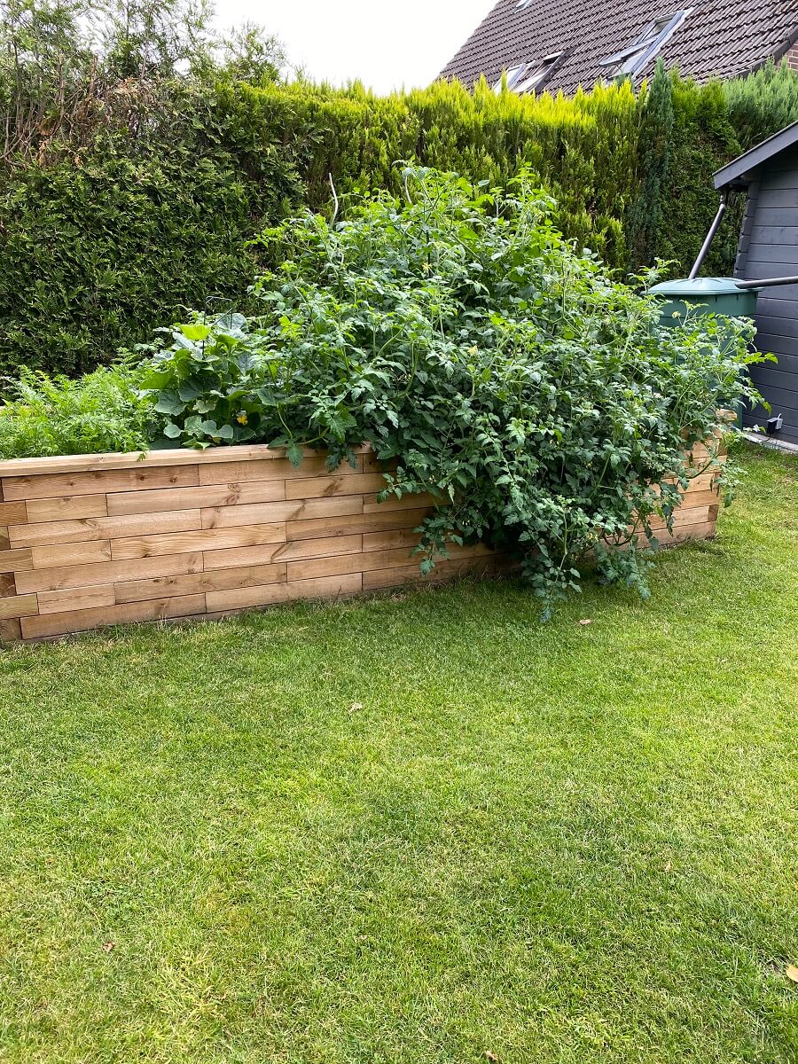 Wenn die Triebe der Tomaten nicht regelmรครig entfernt werden, sehen die Tomaten irgendwann so aus - So fehlt allerdings der Platz und die Sonne fรผr die eigentlichen Tomaten