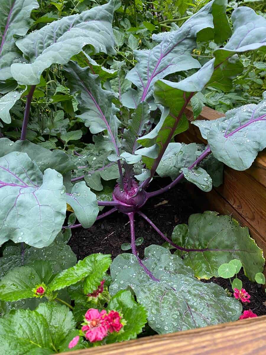 Etwa 12 Wochen nach der Aussaat kann der Kohlrabi geerntet werden - Hier findest Du weitere Tipps zum Kohlrabi im Hochbeet