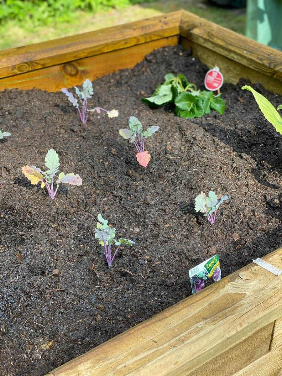 Etwa Anfang-Mitte April sind die Kohlrabipflanzen bereit, ausgepflanzt zu werden - bei uns kommen sie ins Hochbeet