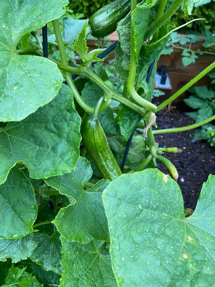 Gurken im Hochbeet - Tipps zum richtigen Standort, der Bepflanzung und der richtigen Pflege der Gurkenpflanze