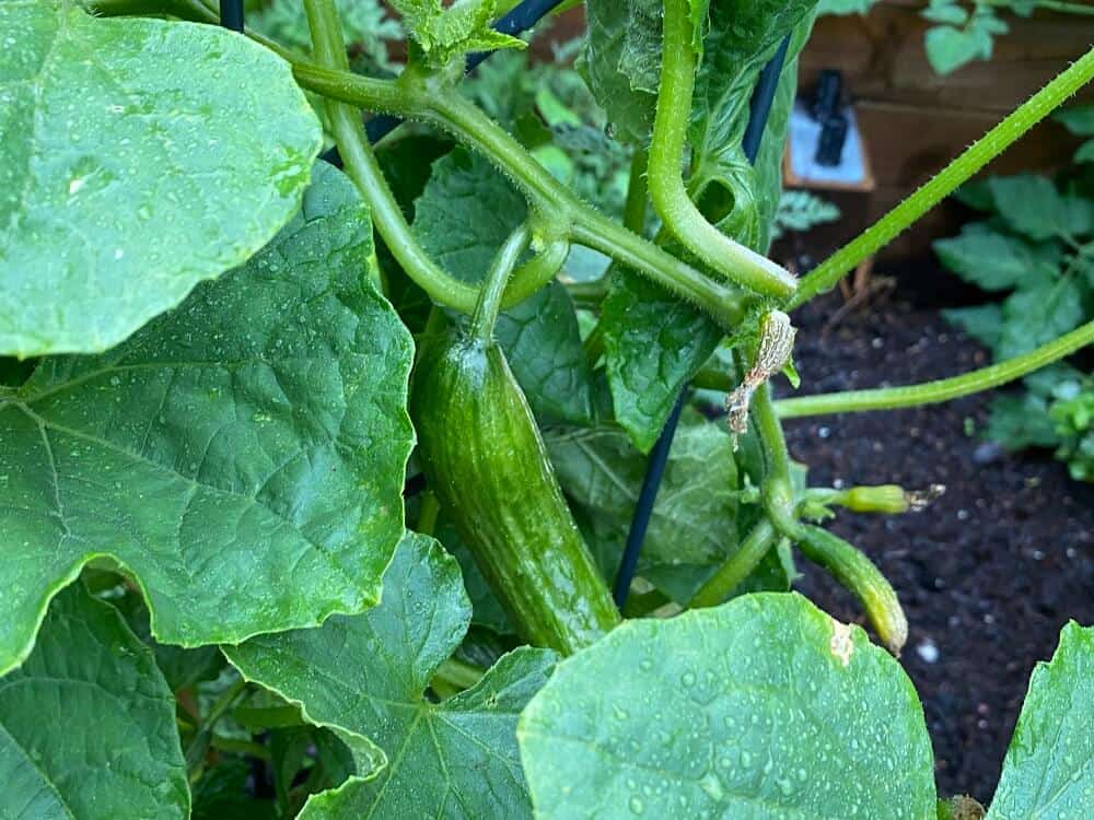 Gurken im Hochbeet - Wir haben das erste Mal Gurken selber angepflanzt, hier liest Du unsere Erfahrung und jede Menge weitere Tipps