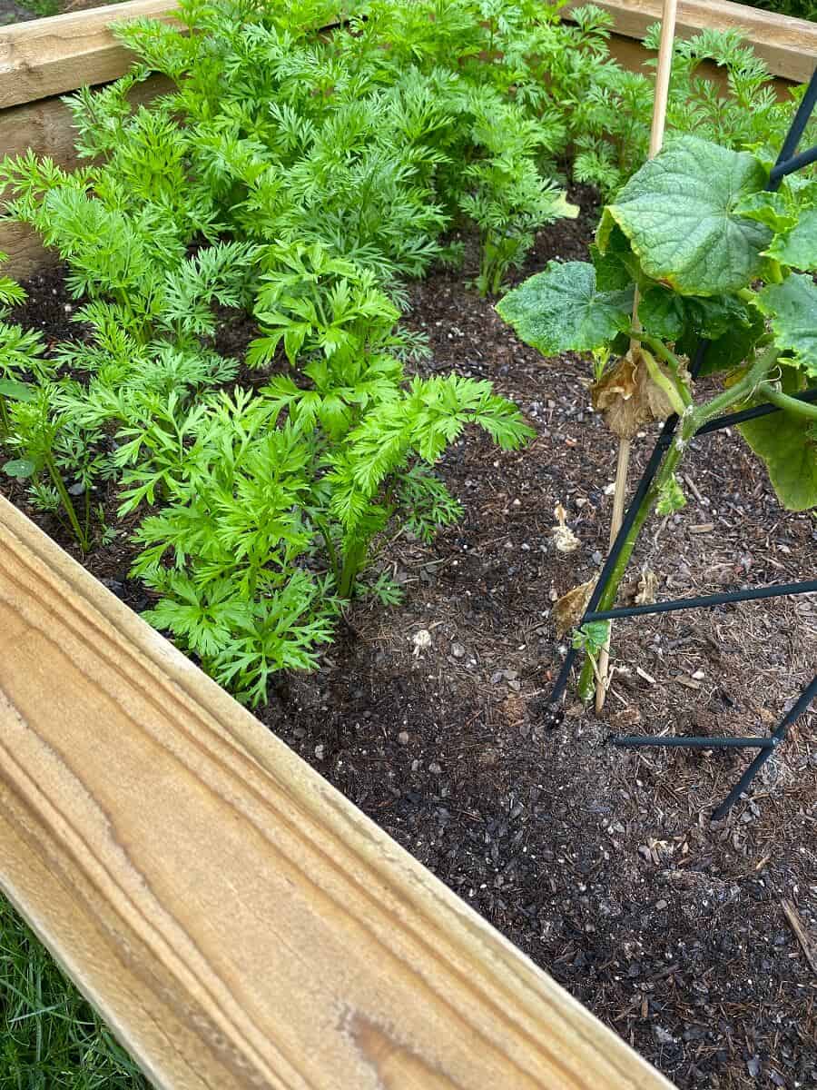 Im Hochbeet vertragen sich Gurken sehr gut mit beispielsweise Mรถhren - Eine Rankhilfe unterstรผtzt die Gurke beim Wachsen