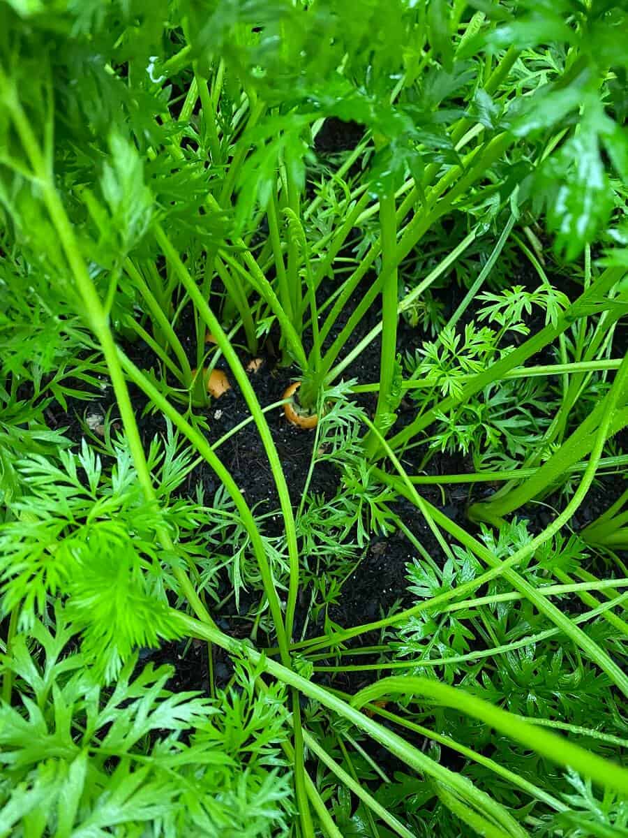 Karotten im Hochbeet - Die verschiedenen Möhrensorten sind in unserem Hochbeet toll gewachsen und haben super knackig geschmeckt