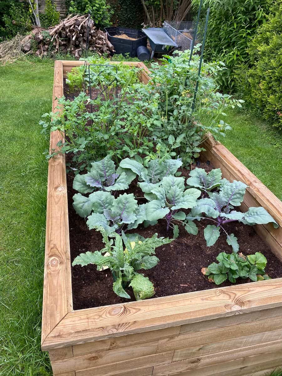 Kohlrabi eignet sich hervorragend fรผr eine Mischkultur und versteht sich gut mit etwa Tomaten, Lauch, Kartoffeln oder auch Erbsen und Bohnen