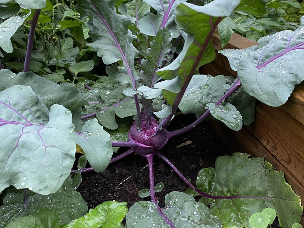 Kohlrabi im Hochbeet - Wir haben das erste Mal Kohlrabi selber angepflanzt, hier liest Du unsere Erfahrung und jede Menge weitere Tipps