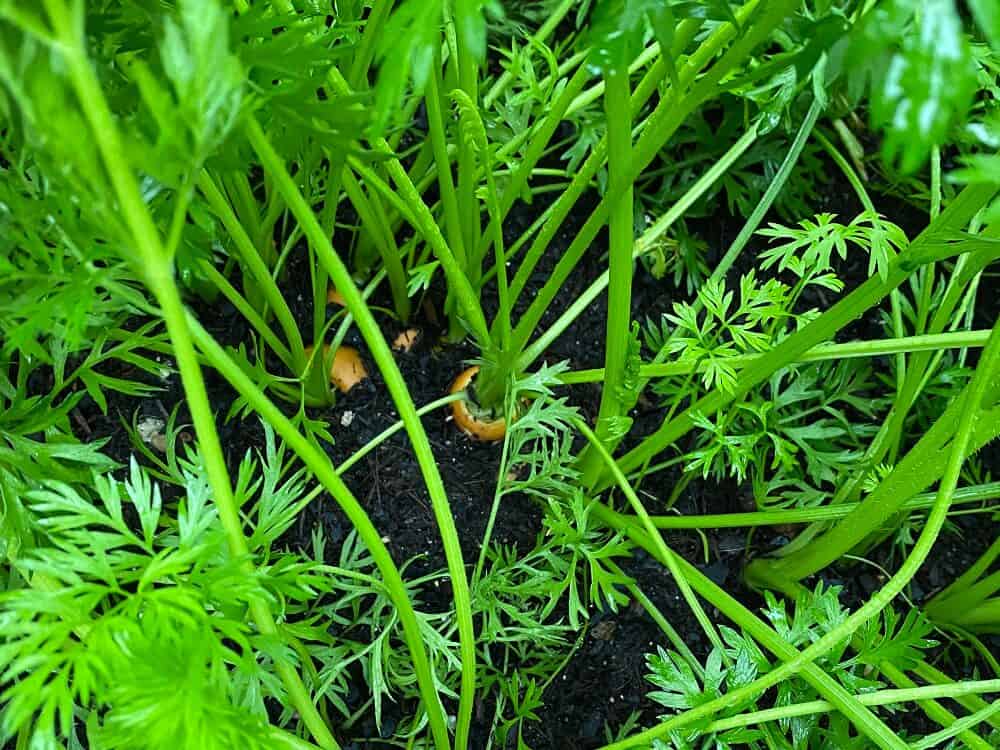 Möhren im Hochbeet – Tipps und Erfahrungen zum Standort, dem Einsetzen und der richtigen Pflege der Karotten