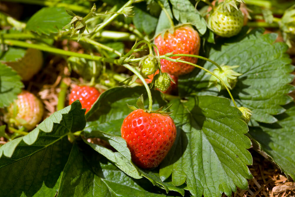Naschgarten Ideen - Beeren wie Erdbeere, Himbeere oder auch Heidelbeeren sind ein Muss fรผr Naschkatzen