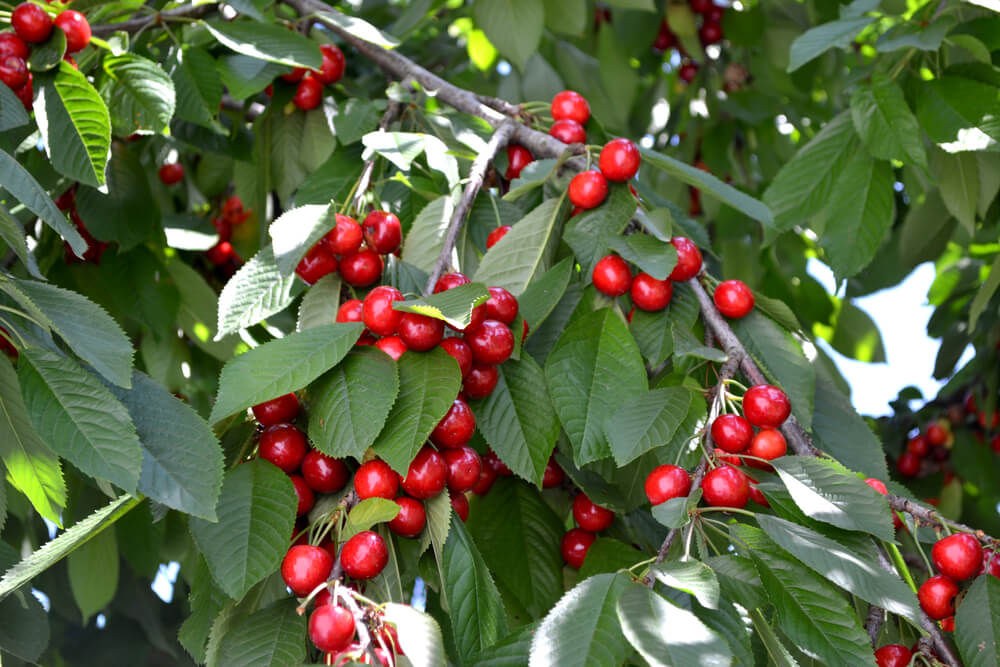 Naschgarten Ideen - Obst ist natรผrlich vor allem im Sommer total lecker - Neben Pflaumen, รpfeln oder Birnen eignen sich auch Kirschen ganz toll zum Naschen