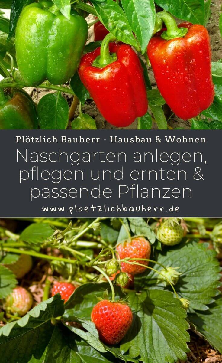 Naschgarten anlegen, pflegen und ernten & passende Pflanzen