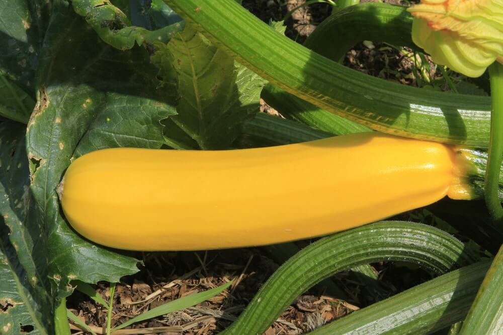 Neben grünen Zucchinis haben wir in unserem Hochbeet auch die gelbe Variante gepflanzt