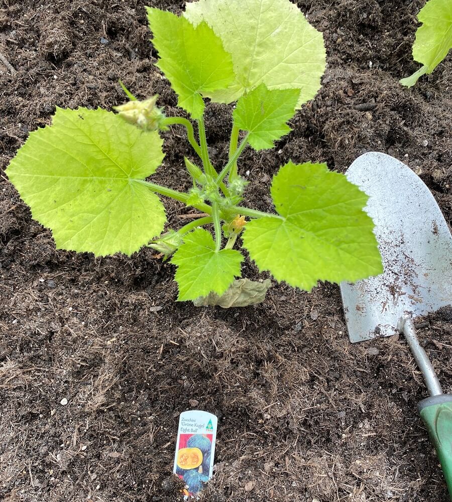 Wir haben neben den klassischen Zucchinis auch runde eingeplanzt