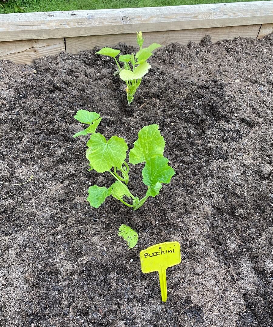 Zucchini im Hochbeet - Wir haben dieses Jahr das erste Mal welche angepflanzt und waren über die reichhaltige Ernte positiv überrascht
