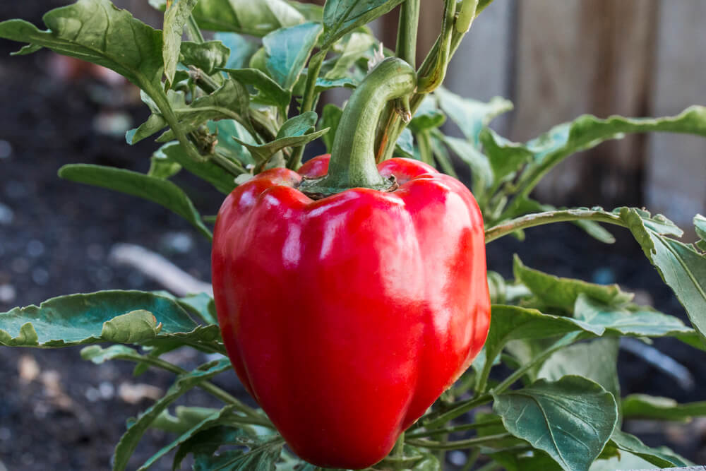 Paprika Hochbeet - Mit dem richtigen Standort, der richtigen Erde und Pflege erhält man eine tolle Ernte