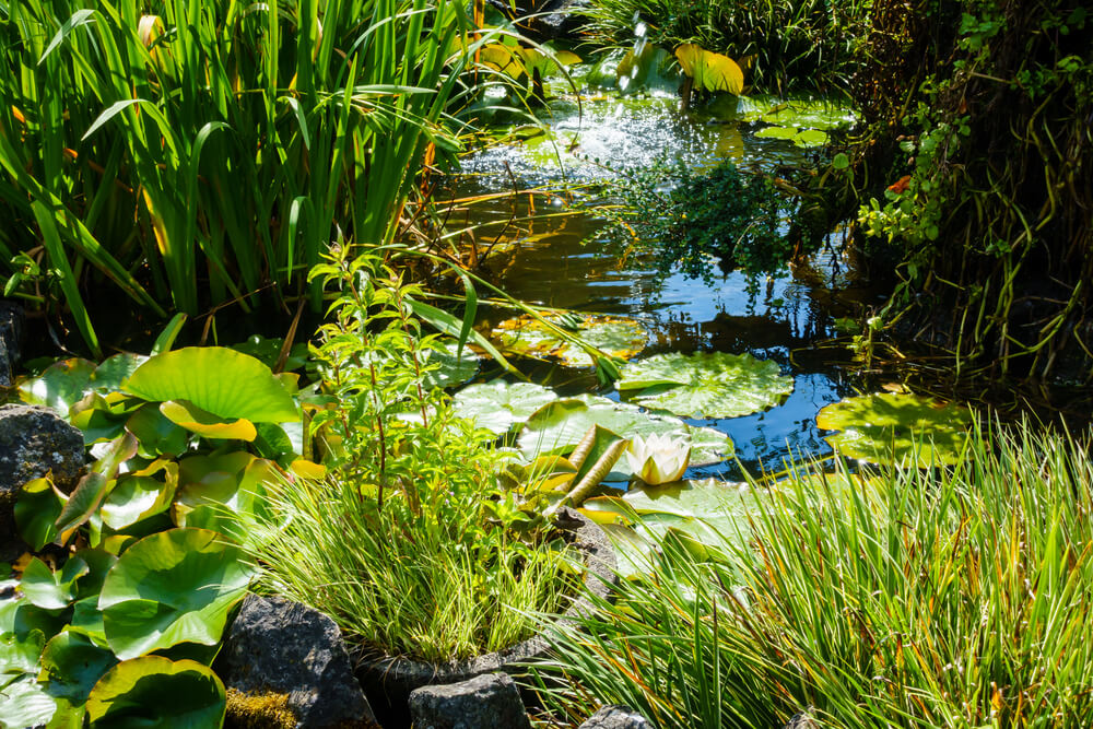 Der Molchteich – mit 6 praktischen Tipps zur richtigen Anlage und Pflege des Gartenteichs