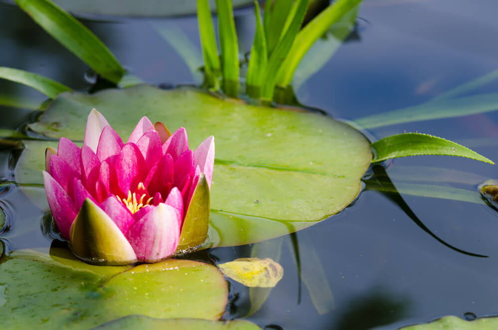 Die Seerose ist für alle Teichzonen erhältlich, weshalb sie sich großer Beliebtheit bei Teichbesitzern erfreut