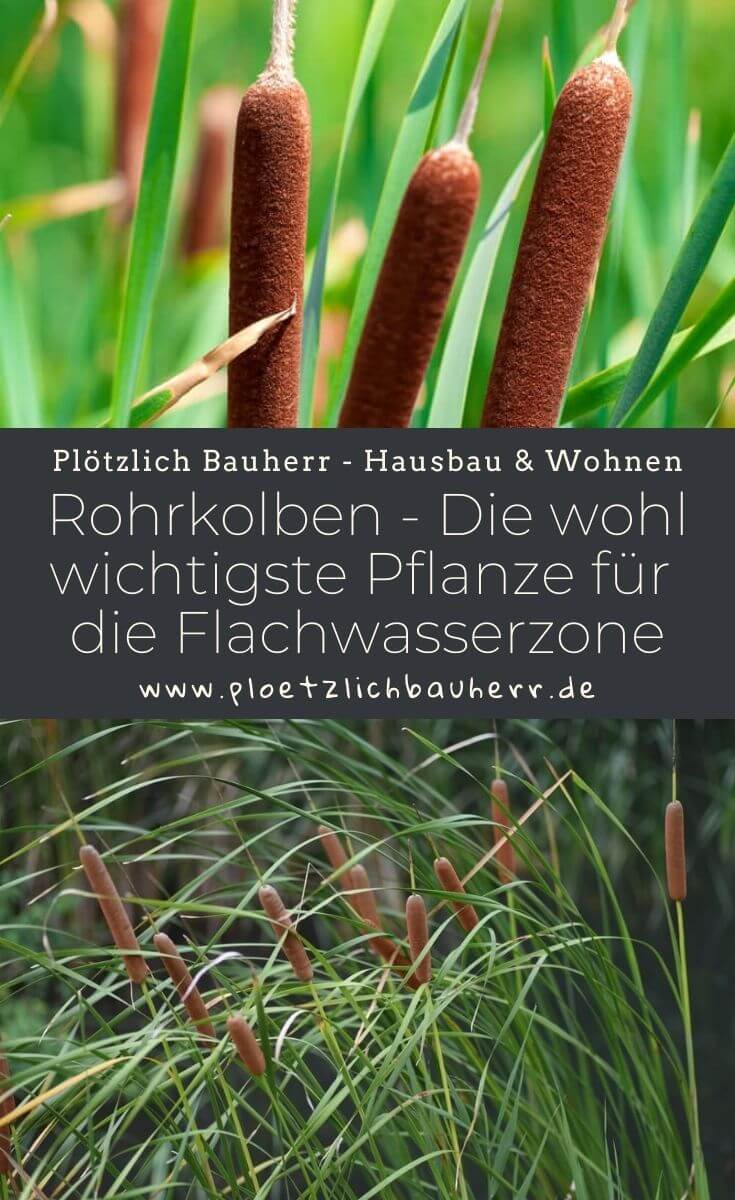 Rohrkolben - Die wohl wichtigste Pflanze für die Flachwasserzone in deinem Gartenteich