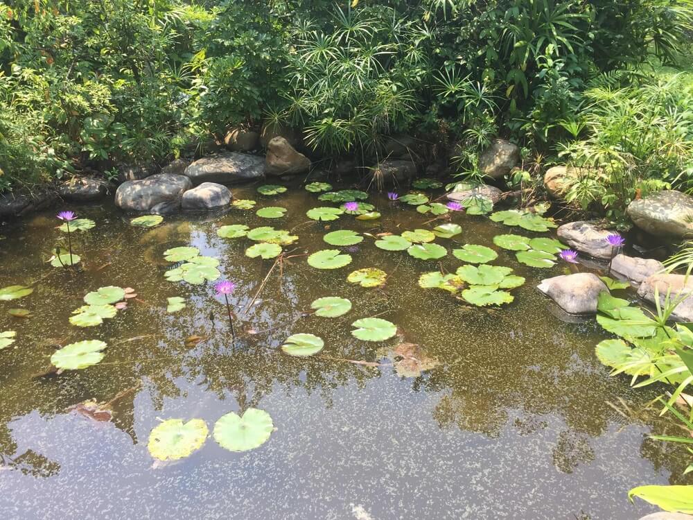 Naturteiche sollte keine direkte Mittagssonne bekommen, um fรผr Insekten attraktiv zu sein