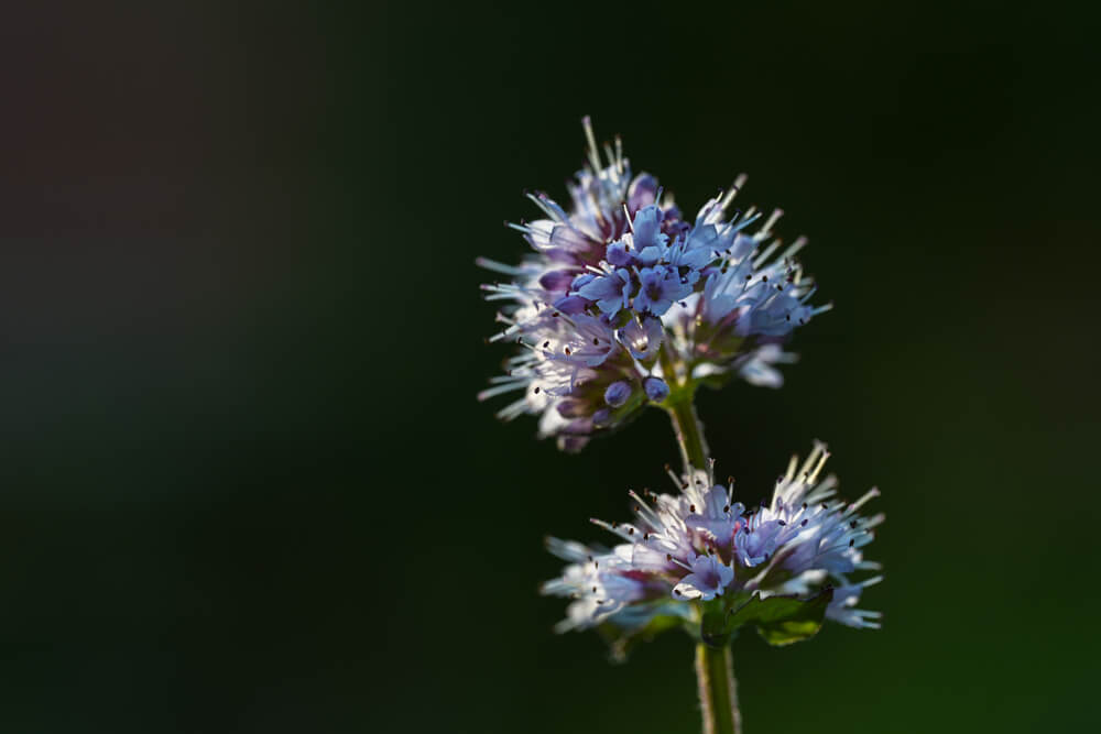 Die Wasserminze ist sowohl bei Teichbesitzern, als auch in der Naturheilkunde zu finden