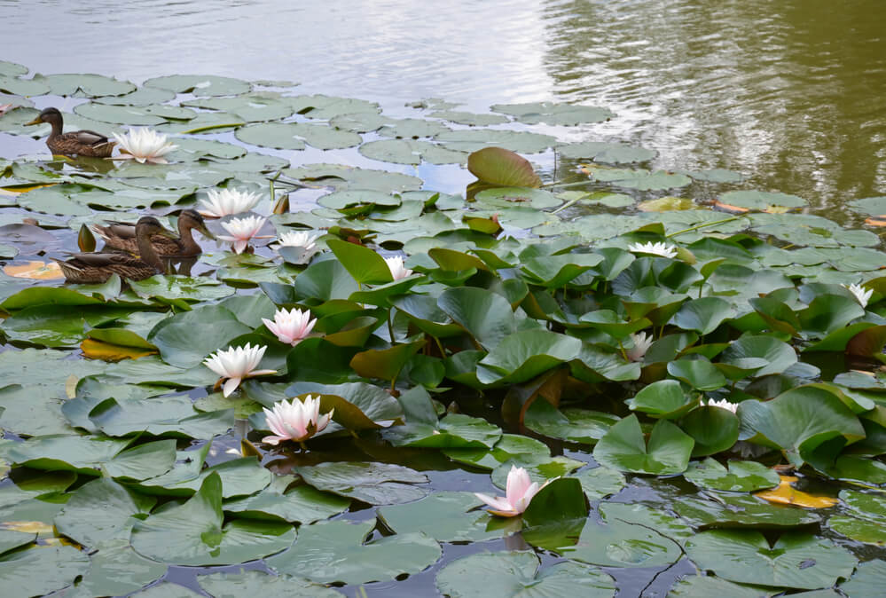 Enten fรผhlen sich bei der richtigen Anlage vom Teich sehr wohl im eigenen Garten