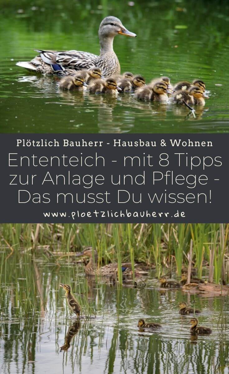 Ententeich - mit 8 Tipps zur Anlage und Pflege - Das musst Du wissen!